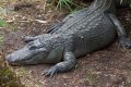 Do alligators hibernate in North Carolina