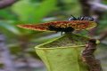 Do pitcher plants eat ants?