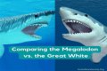 Megalodon vs great white - How To Discuss