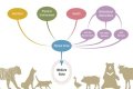 What are some examples of animal welfare?