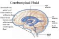 What is the cerebrospinal fluid composed of?
