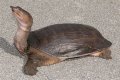What kind of turtle has a long skinny nose?