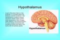 What Part Of The Brain Controls Thirst